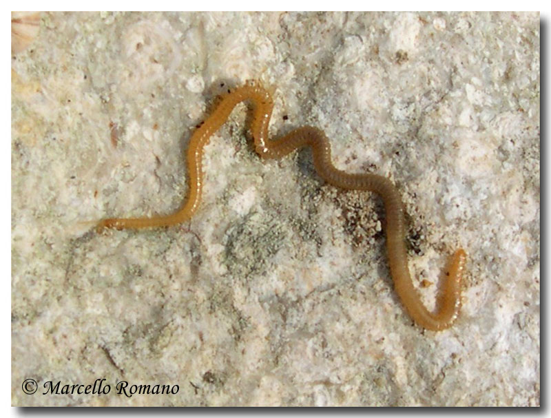 Un lunghissimo Chilopode: Himantarium sp.